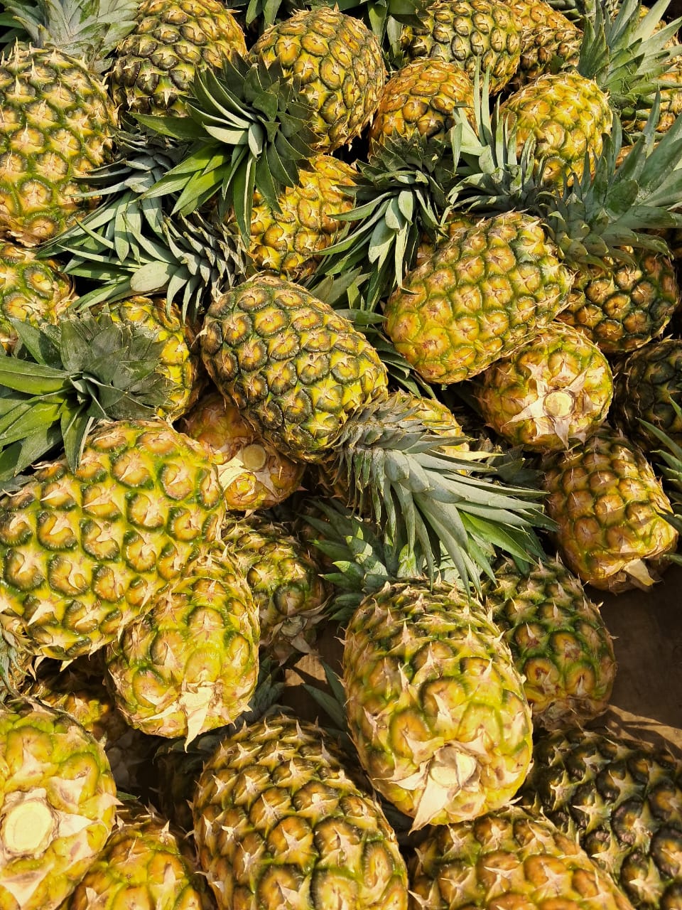 Pineapples